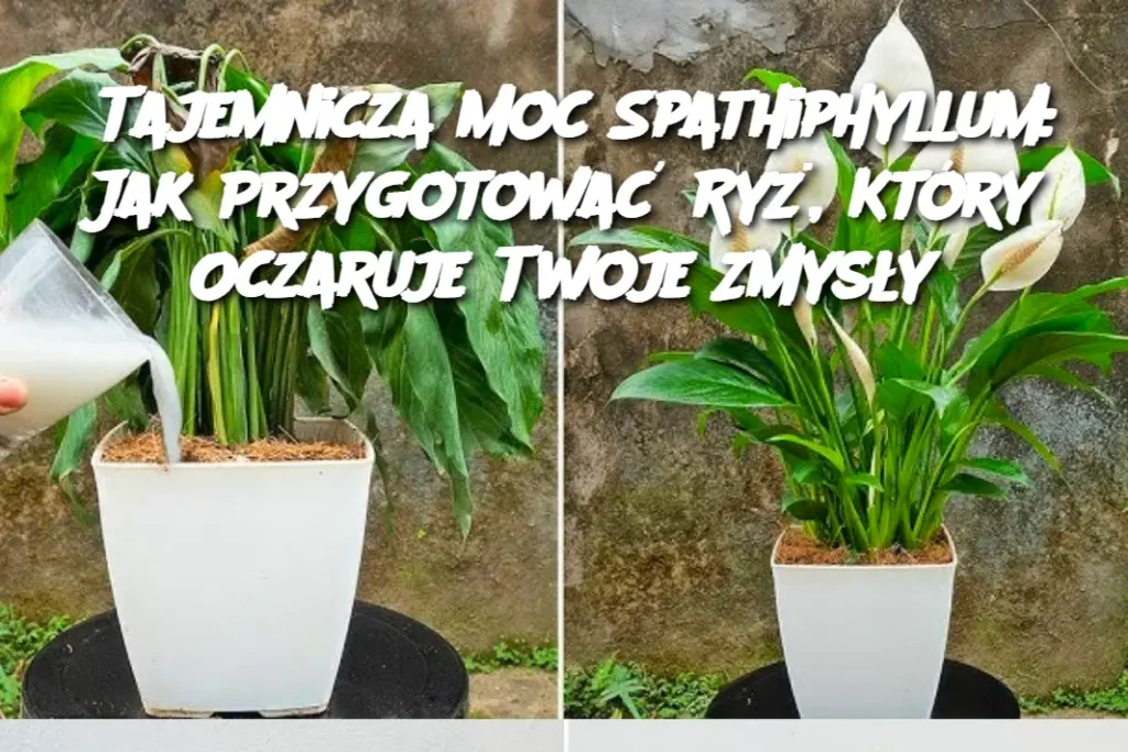 Tajemnicza_Moc_Spathiphyllum__Jak_Przygotowa__Ry___Kt_ry_Oczaruje_Twoje_Zmys_y Tajemnicza_Moc_Spathiphyllum__Jak_Przygotowa__Ry___Kt_ry_Oczaruje_Twoje_Zmys_y