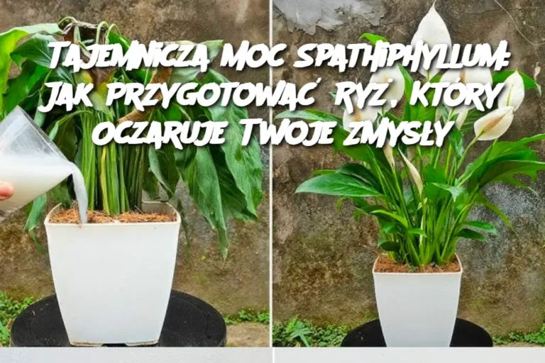 Tajemnicza_Moc_Spathiphyllum__Jak_Przygotowa__Ry___Kt_ry_Oczaruje_Twoje_Zmys_y