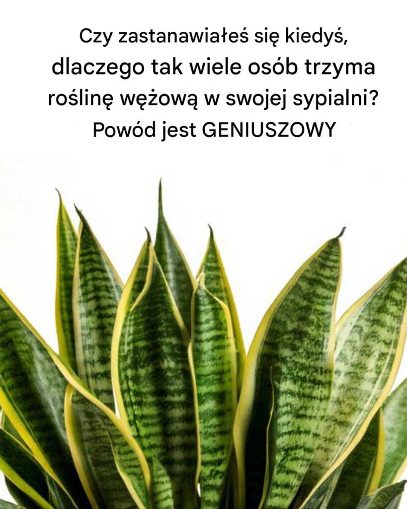 Tak_genialne_ Tak_genialne_