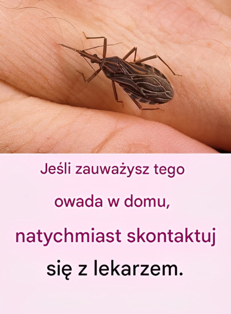 Ten_niewielki__ma_o_znany_owad_jest_bardzo_niebezpieczny__nie_zbli_aj_si__do_niego