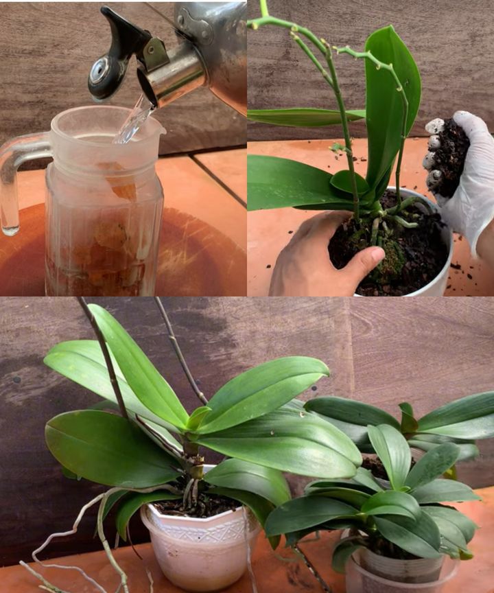 Tylko_1_dodatek__Nagle_orchidee_zakwit_y_natychmiast_i_kwit_y_przez_ca_y_rok-4 Tylko_1_dodatek__Nagle_orchidee_zakwit_y_natychmiast_i_kwit_y_przez_ca_y_rok-4