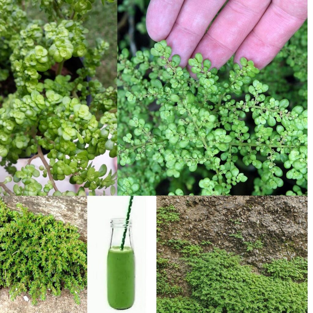 Ukryty_skarb_w_Twoim_ogrodzie__Pilea_Microphylla Ukryty_skarb_w_Twoim_ogrodzie__Pilea_Microphylla