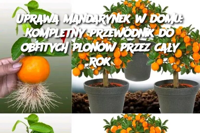 Uprawa_mandarynek_w_domu__Kompletny_przewodnik_do_obfitych_plon_w_przez_ca_y_rok