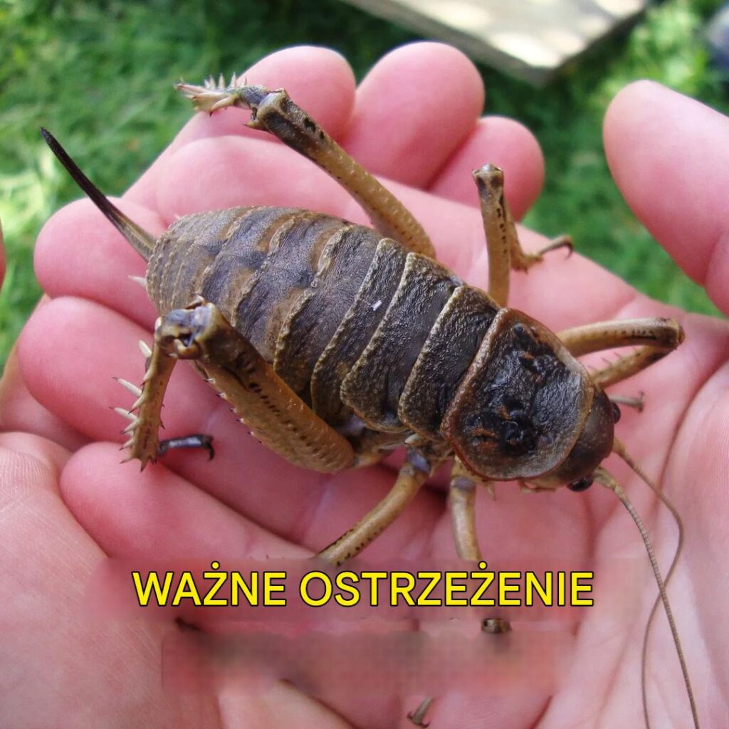 W_a_nie_Odkryto_Najniebezpieczniejszego_Owada_na__wiecie W_a_nie_Odkryto_Najniebezpieczniejszego_Owada_na__wiecie