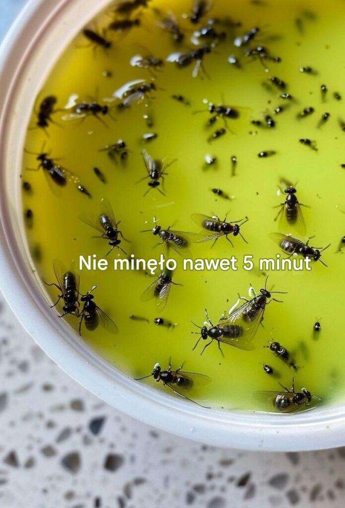 Wraz_z_nadej_ciem_cieplejszych_dni_przysi_gam___e_ten_trik_pozwoli_mi_pozby__si__wszystkich_much__komar_w_i_insekt_w-1 Wraz_z_nadej_ciem_cieplejszych_dni_przysi_gam___e_ten_trik_pozwoli_mi_pozby__si__wszystkich_much__komar_w_i_insekt_w-1