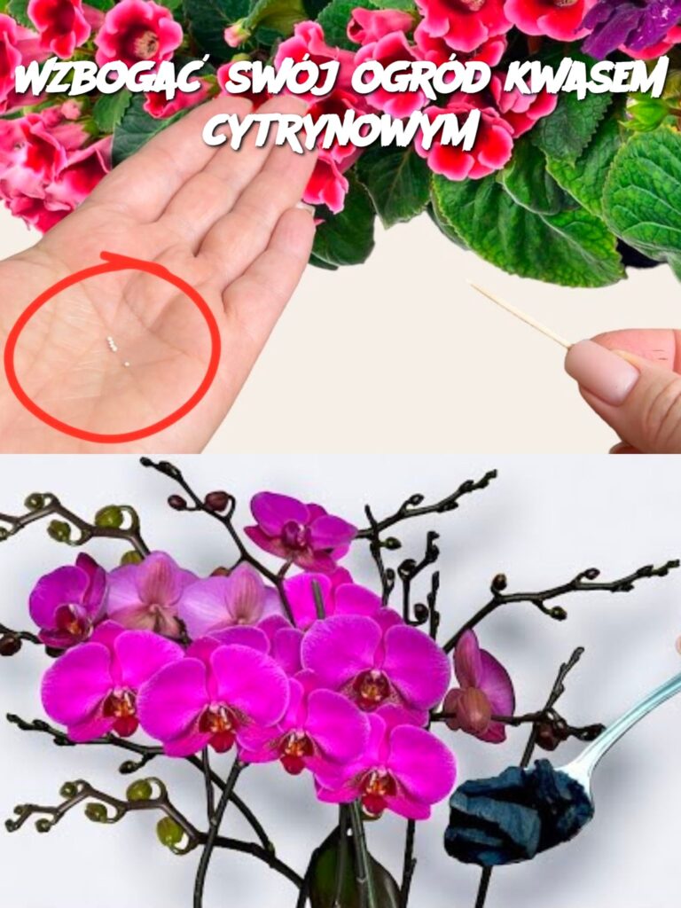 Wzboga__sw_j_ogr_d_kwasem_cytrynowym Wzboga__sw_j_ogr_d_kwasem_cytrynowym