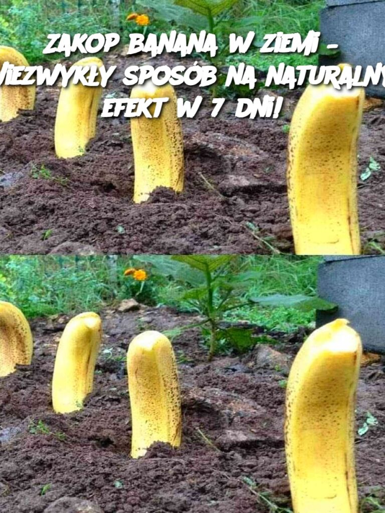 Zakop_banana_w_ziemi___Niezwyk_y_spos_b_na_naturalny_efekt_w_7_dni_ Zakop_banana_w_ziemi___Niezwyk_y_spos_b_na_naturalny_efekt_w_7_dni_