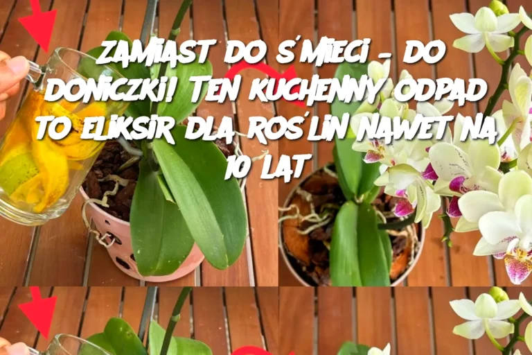 Zamiast_do__mieci___do_doniczki__Ten_kuchenny_odpad_to_eliksir_dla_ro_lin_nawet_na_10_lat