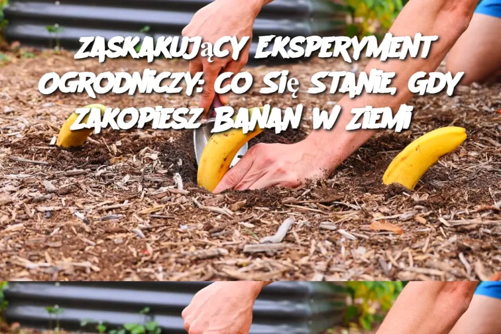 Zaskakuj_cy_Eksperyment_Ogrodniczy__Co_Si__Stanie__Gdy_Zakopiesz_Banan_w_Ziemi_ Zaskakuj_cy_Eksperyment_Ogrodniczy__Co_Si__Stanie__Gdy_Zakopiesz_Banan_w_Ziemi_