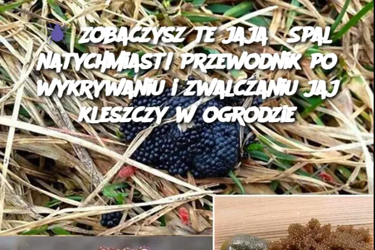 Zobaczysz_te_jaja__Spal_natychmiast__Przewodnik_po_wykrywaniu_i_zwalczaniu_jaj_kleszczy_w_ogrodzie