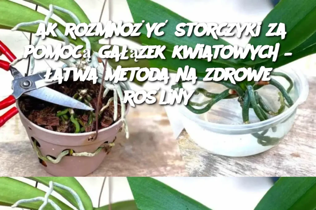 ak_rozmno_y__storczyki_za_pomoc__ga__zek_kwiatowych____atwa_metoda_na_zdrowe_ro_liny ak_rozmno_y__storczyki_za_pomoc__ga__zek_kwiatowych____atwa_metoda_na_zdrowe_ro_liny