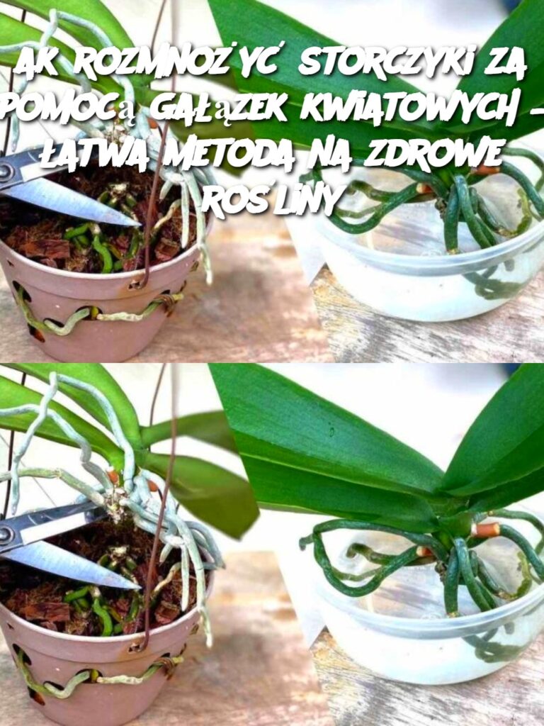 ak_rozmno_y__storczyki_za_pomoc__ga__zek_kwiatowych____atwa_metoda_na_zdrowe_ro_liny ak_rozmno_y__storczyki_za_pomoc__ga__zek_kwiatowych____atwa_metoda_na_zdrowe_ro_liny