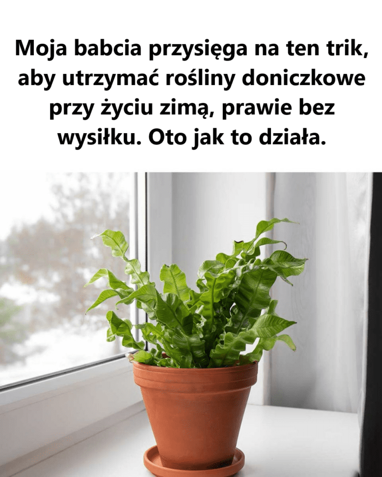 taki_m_dry