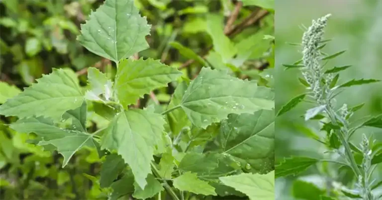 wiartki_jagni_ce_dziki_szpinak__niedoceniany_superfood_o_maksymalnych_korzy_ciach_zdrowotnych
