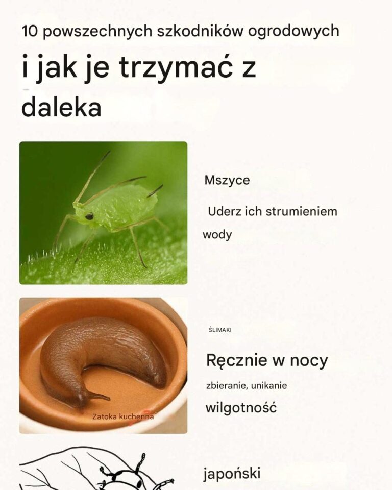 10_powszechnych_szkodnik_w_ogrodowych_i_jak_si__ich_trzyma__z_daleka
