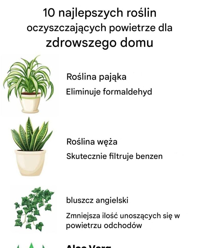 10_ro_lin_oczyszczaj_cych_powietrze_dla_zdrowszego_domu