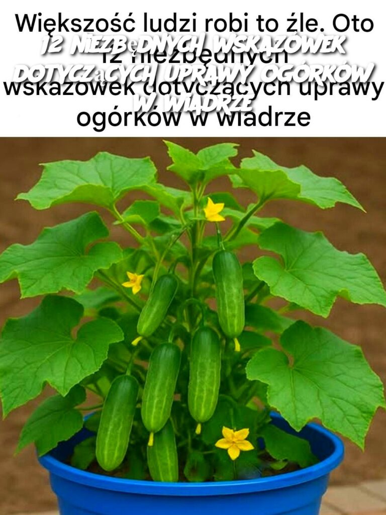 12_niezb_dnych_wskaz_wek_dotycz_cych_uprawy_og_rk_w_w_wiadrze-1 12_niezb_dnych_wskaz_wek_dotycz_cych_uprawy_og_rk_w_w_wiadrze-1