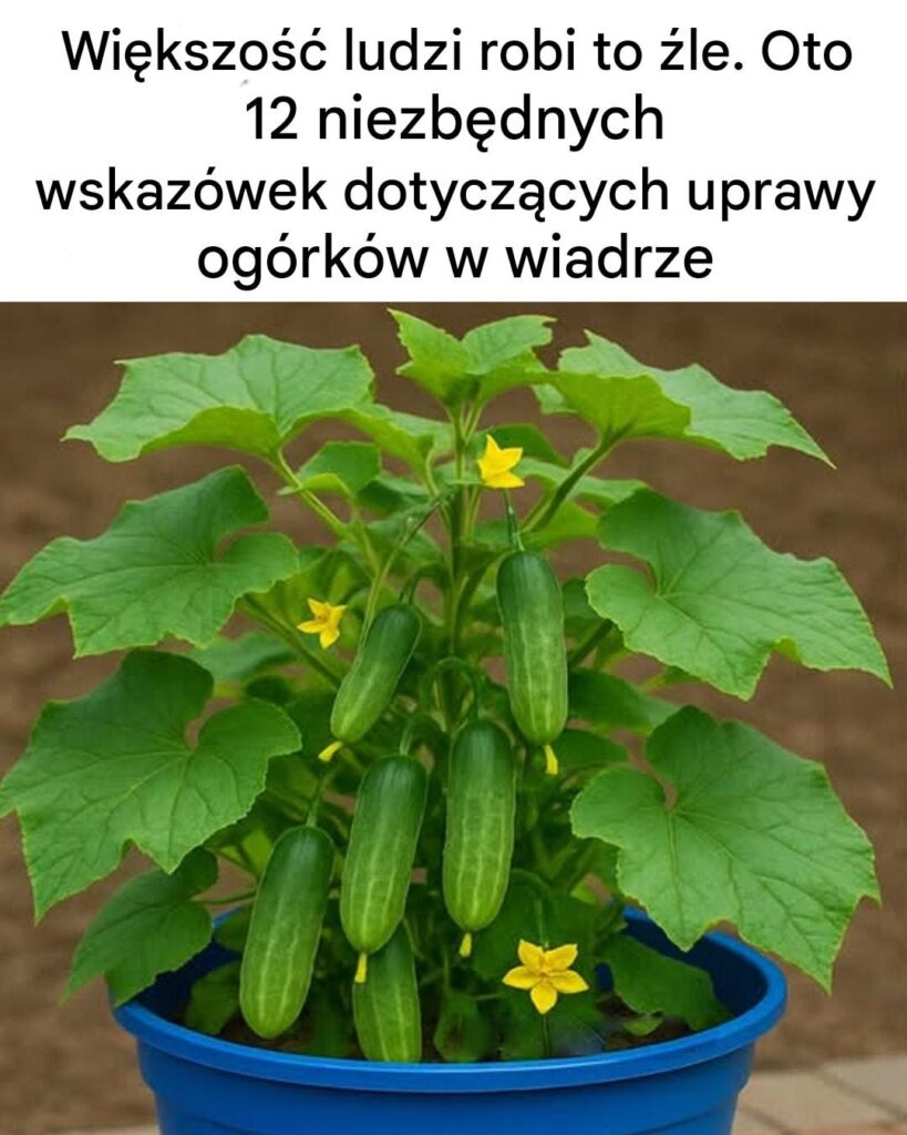 12_niezb_dnych_wskaz_wek_dotycz_cych_uprawy_og_rk_w_w_wiadrze 12_niezb_dnych_wskaz_wek_dotycz_cych_uprawy_og_rk_w_w_wiadrze