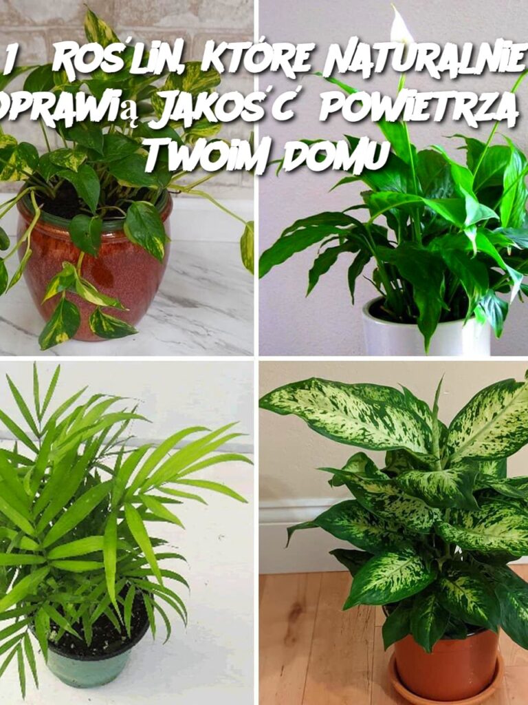 15_Ro_lin__Kt_re_Naturalnie_Poprawi__Jako___Powietrza_w_Twoim_Domu-1 15_Ro_lin__Kt_re_Naturalnie_Poprawi__Jako___Powietrza_w_Twoim_Domu-1
