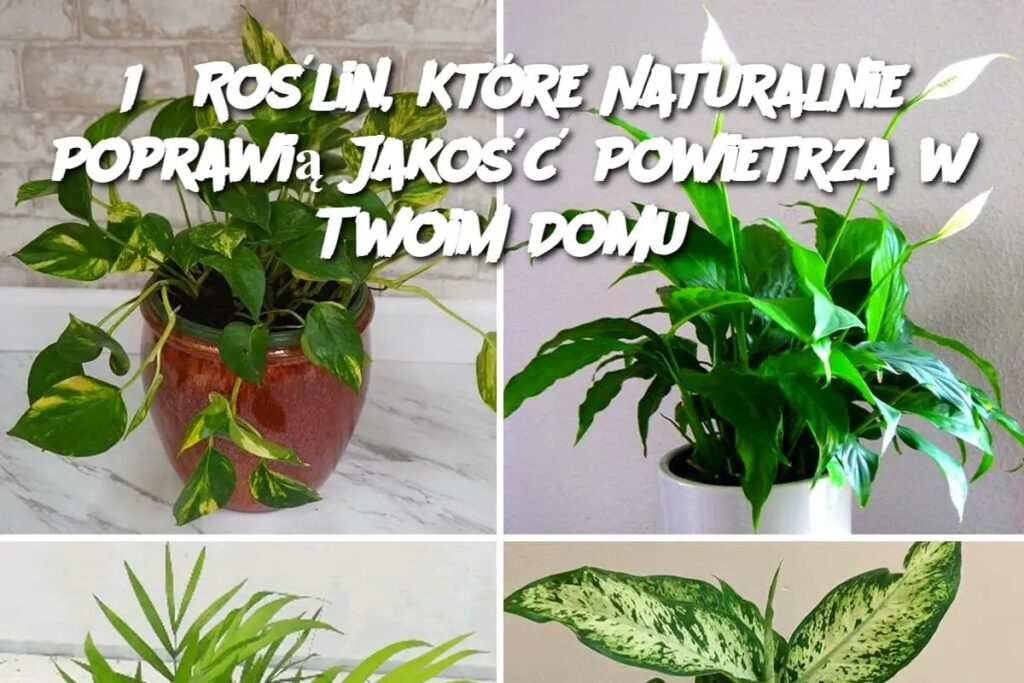 15_Ro_lin__Kt_re_Naturalnie_Poprawi__Jako___Powietrza_w_Twoim_Domu 15_Ro_lin__Kt_re_Naturalnie_Poprawi__Jako___Powietrza_w_Twoim_Domu