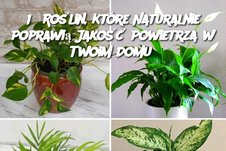 15_Ro_lin__Kt_re_Naturalnie_Poprawi__Jako___Powietrza_w_Twoim_Domu