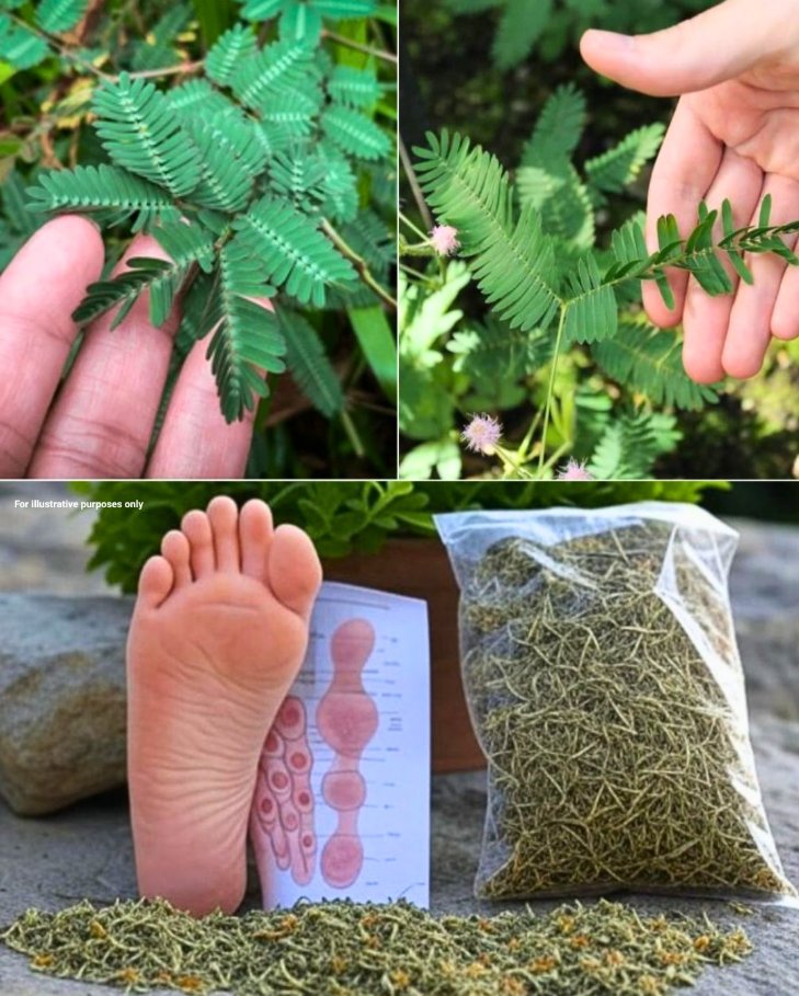 15_korzy_ci_zdrowotnych_i_jak_stosowa__Mimosa_Pudica__5_praktycznych_zastosowa__ 15_korzy_ci_zdrowotnych_i_jak_stosowa__Mimosa_Pudica__5_praktycznych_zastosowa__