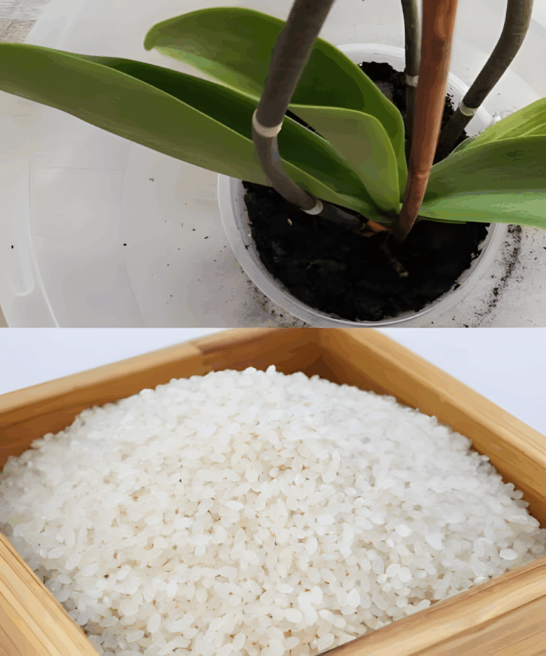 1_szklanka_miesi_cznie_i_nawet_suchy_pie__pokryje_si__kwiatami__moja_orchidea_kwitnie_ca_y_rok_