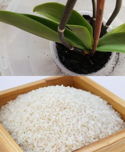 1_szklanka_miesi_cznie_i_nawet_suchy_pie__pokryje_si__kwiatami__moja_orchidea_kwitnie_ca_y_rok_ 1_szklanka_miesi_cznie_i_nawet_suchy_pie__pokryje_si__kwiatami__moja_orchidea_kwitnie_ca_y_rok_