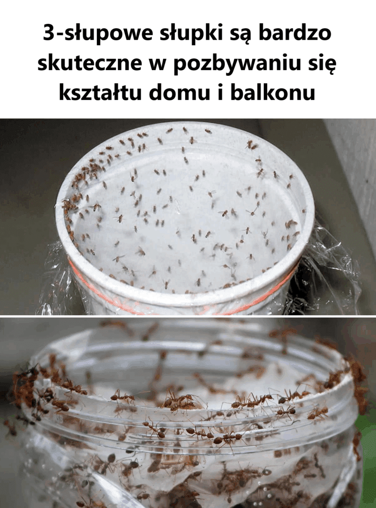 3_s_upowe_s_upki_s__bardzo_skuteczne_w_pozbywaniu_si__kszta_tu_domu_i_balkonu