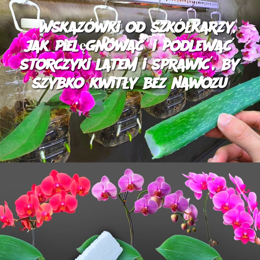 3_wskaz_wki_od_szk__karzy__jak_piel_gnowa__i_podlewa__storczyki_latem_i_sprawi___by_szybko_kwit_y_bez_nawozu 3_wskaz_wki_od_szk__karzy__jak_piel_gnowa__i_podlewa__storczyki_latem_i_sprawi___by_szybko_kwit_y_bez_nawozu