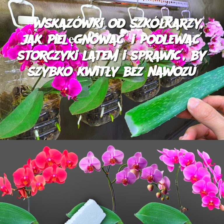 3_wskaz_wki_od_szk__karzy__jak_piel_gnowa__i_podlewa__storczyki_latem_i_sprawi___by_szybko_kwit_y_bez_nawozu