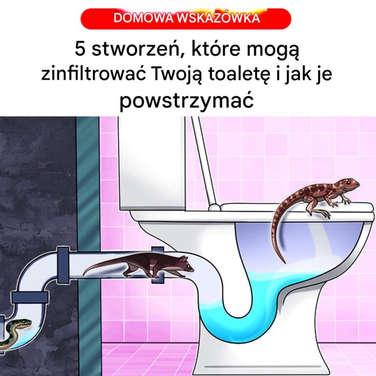 5_stworze___kt_re_potrafi__wkra___si__do_toalet_i_jak_im_to_uniemo_liwi_