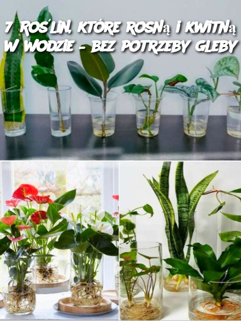 7_Ro_lin__kt_re_rosn__i_kwitn__w_wodzie___bez_potrzeby_gleby 7_Ro_lin__kt_re_rosn__i_kwitn__w_wodzie___bez_potrzeby_gleby