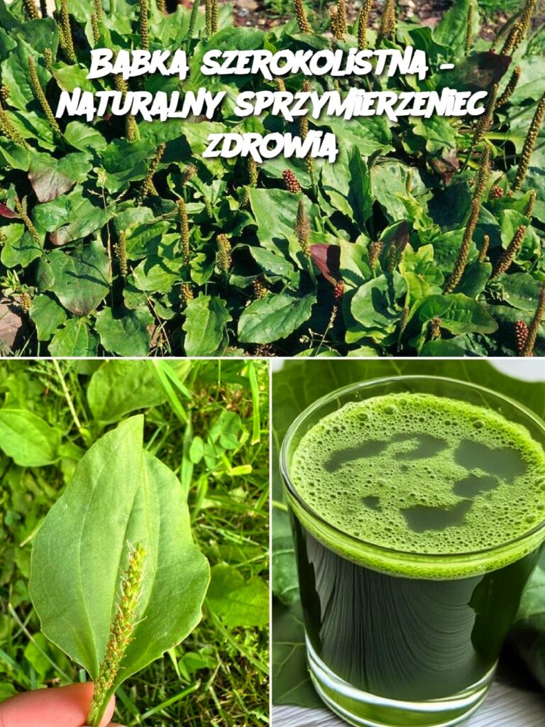 Babka_szerokolistna___naturalny_sprzymierzeniec_zdrowia Babka_szerokolistna___naturalny_sprzymierzeniec_zdrowia