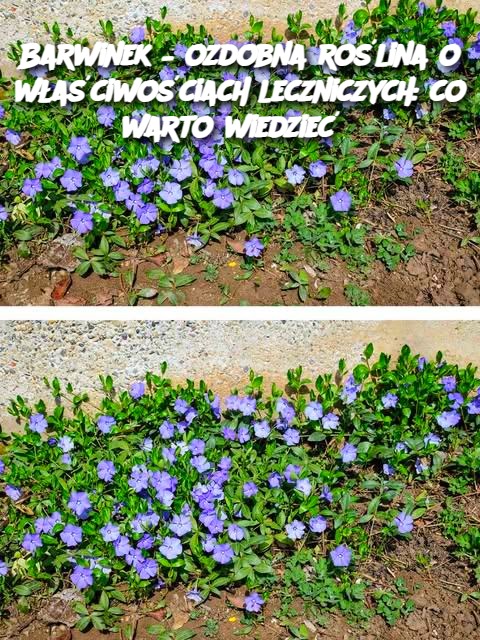 Barwinek___ozdobna_ro_lina_o_w_a_ciwo_ciach_leczniczych__co_warto_wiedzie__ Barwinek___ozdobna_ro_lina_o_w_a_ciwo_ciach_leczniczych__co_warto_wiedzie__