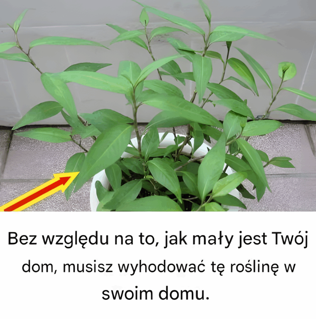 Bez_wzgl_du_na_to__jak_ma_y_jest_Tw_j_dom__musisz_wyhodowa__t__ro_lin__w_swoim_domu___i_zaraz_dowiesz_si__dlaczego Bez_wzgl_du_na_to__jak_ma_y_jest_Tw_j_dom__musisz_wyhodowa__t__ro_lin__w_swoim_domu___i_zaraz_dowiesz_si__dlaczego