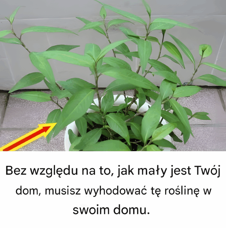 Bez_wzgl_du_na_to__jak_ma_y_jest_Tw_j_dom__musisz_wyhodowa__t__ro_lin__w_swoim_domu___i_zaraz_dowiesz_si__dlaczego