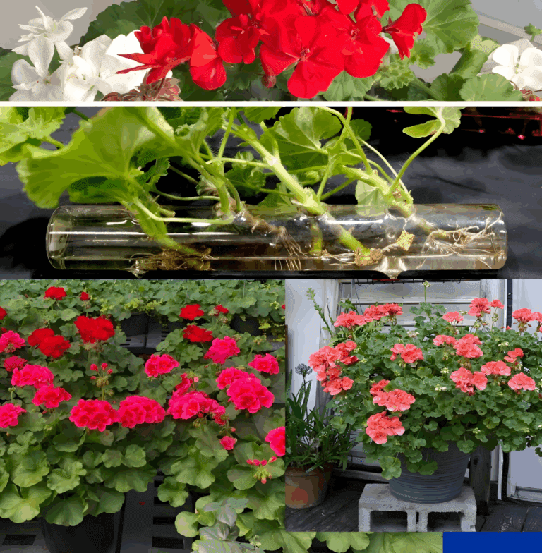 Bujne_pelargonie__hortensje_i_storczyki__sekret_ca_orocznego_kwitnienia_____