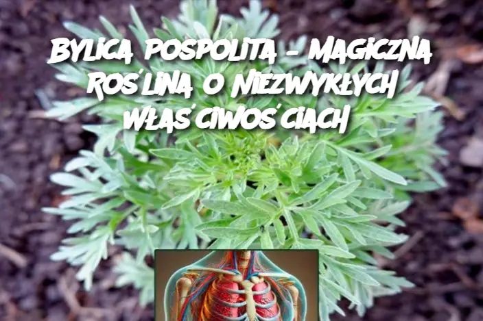 Bylica_Pospolita___Magiczna_Ro_lina_o_Niezwyk_ych_W_a_ciwo_ciach