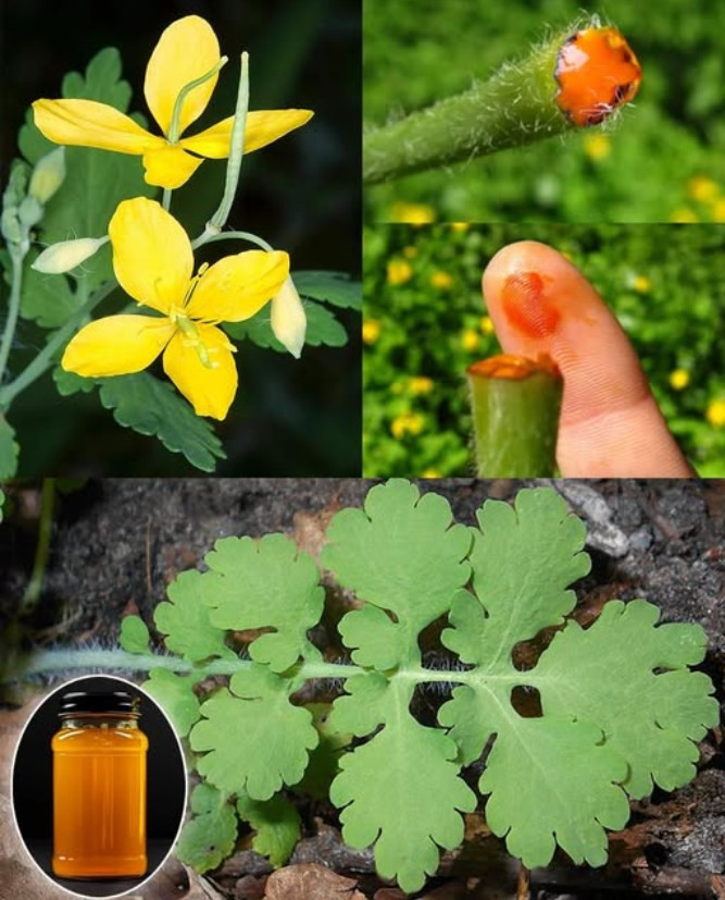 CChelidonium_majus_L___czyli_jask__cze_ziele__to_niezwyk_a_ro_lina__znana_od_stuleci_ze_swoich_w_a_ciwo_ci_leczniczych_ CChelidonium_majus_L___czyli_jask__cze_ziele__to_niezwyk_a_ro_lina__znana_od_stuleci_ze_swoich_w_a_ciwo_ci_leczniczych_