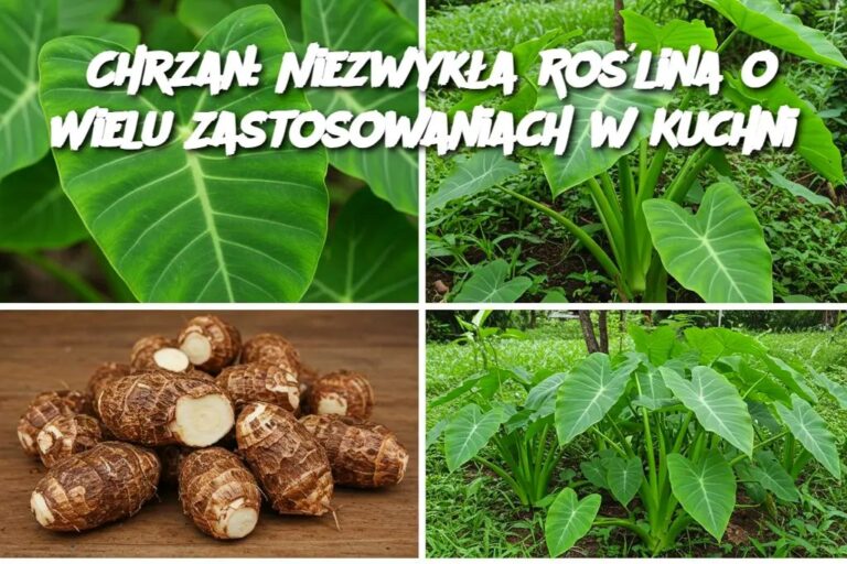 Chrzan__Niezwyk_a_Ro_lina_o_Wielu_Zastosowaniach_w_Kuchni