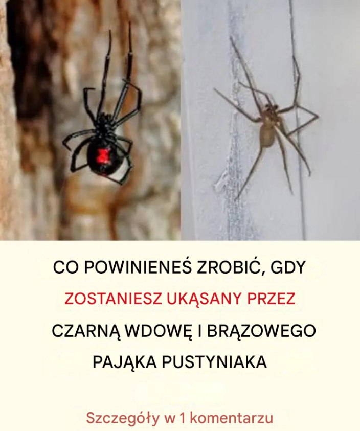 Co_zrobi___je_li_uk_si_ci__czarna_wdowa__kompletny_przewodnik Co_zrobi___je_li_uk_si_ci__czarna_wdowa__kompletny_przewodnik