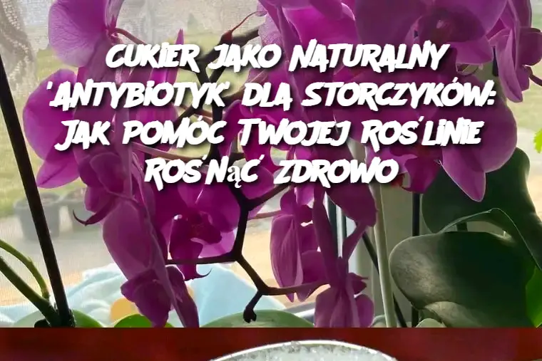 Cukier_jako_Naturalny__Antybiotyk__dla_Storczyk_w__Jak_Pom_c_Twojej_Ro_linie_Ro_n___Zdrowo Cukier_jako_Naturalny__Antybiotyk__dla_Storczyk_w__Jak_Pom_c_Twojej_Ro_linie_Ro_n___Zdrowo