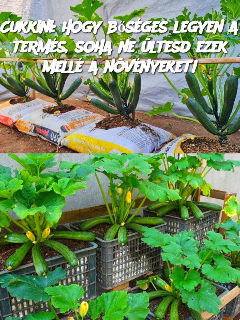 Cukkini__hogy_b_s_ges_legyen_a_term_s__soha_ne__ltesd_ezek_mell__a_n_v_nyeket_ Cukkini__hogy_b_s_ges_legyen_a_term_s__soha_ne__ltesd_ezek_mell__a_n_v_nyeket_