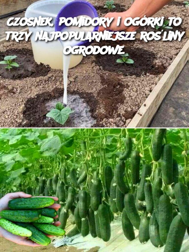 Czosnek__pomidory_i_og_rki_to_trzy_najpopularniejsze_ro_liny_ogrodowe_-2 Czosnek__pomidory_i_og_rki_to_trzy_najpopularniejsze_ro_liny_ogrodowe_-2