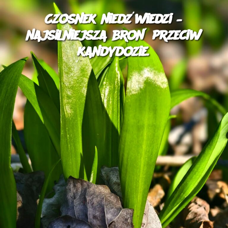 Czosnek_nied_wiedzi___najsilniejsza_bro__przeciw_kandydozie_