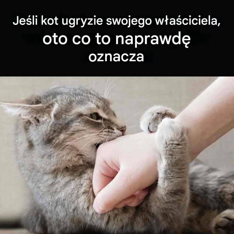 Czy_Tw_j_kot_Ci__podgryza__Oto_co_to_oznacza
