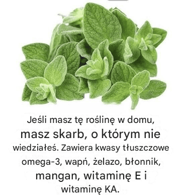 Czy_znasz_zalety_oregano_ancho_ Czy_znasz_zalety_oregano_ancho_