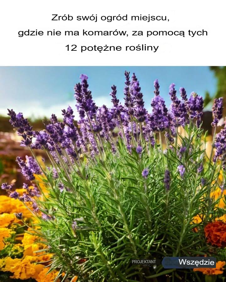 Dobre_pomys_y__Szkoda___e_nie_widzia_em_tego_wcze_niej_