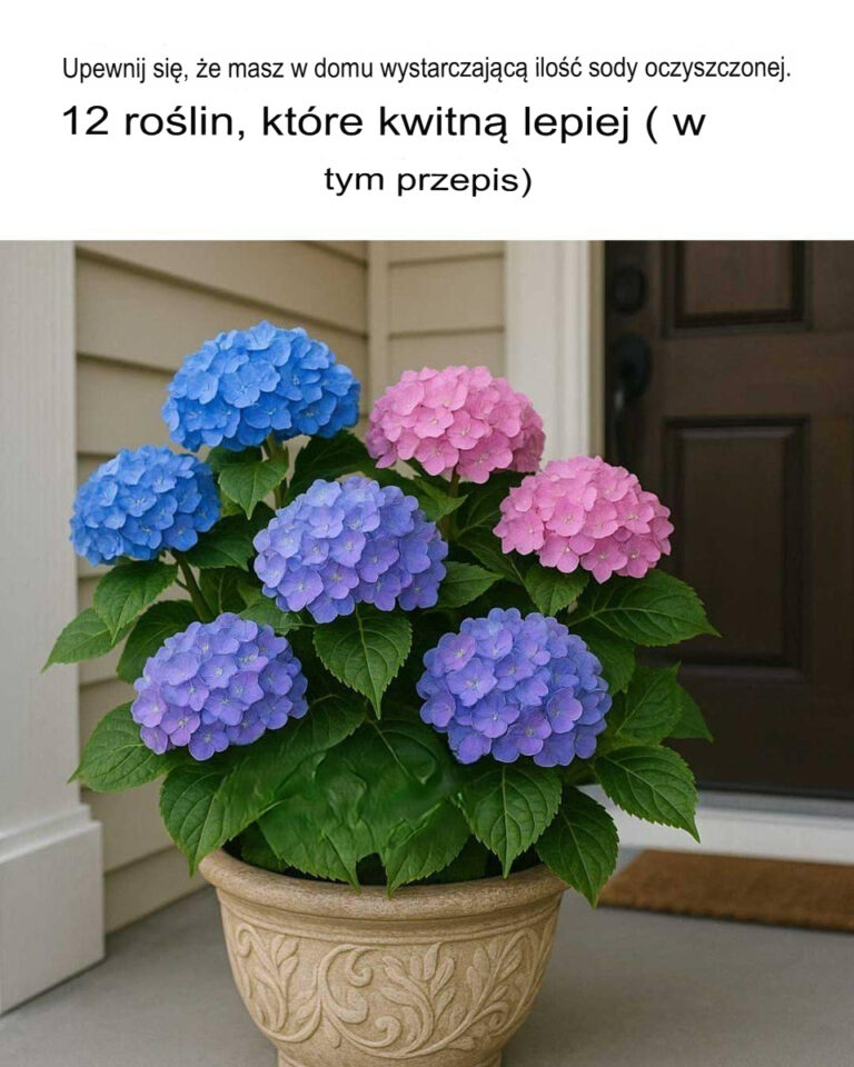 Dodaj_sod__oczyszczon__do_ro_lin__12_kwiat_w__kt_re_dzi_ki_temu_kwitn__obficiej
